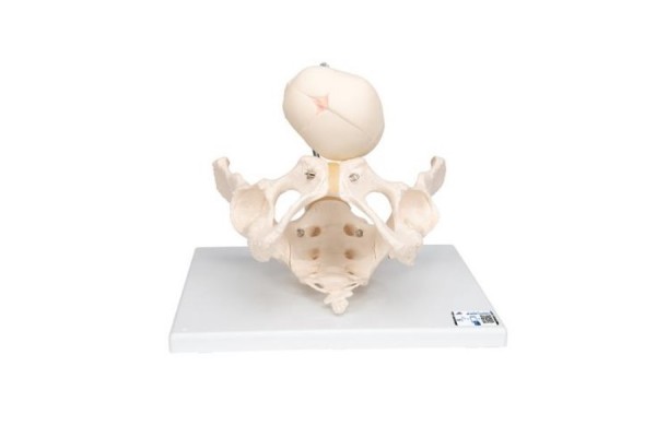 model szkieletu miednicy demonstracyjny porodu z czaszką płodu - 3b smart anatomy - 1000334 [l30] 3b scientific modele anatomiczne 2